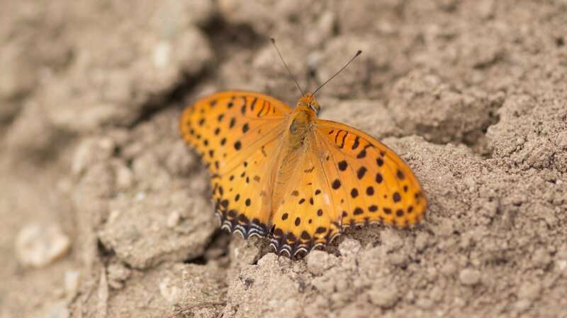 Orange Butterfly on Soil