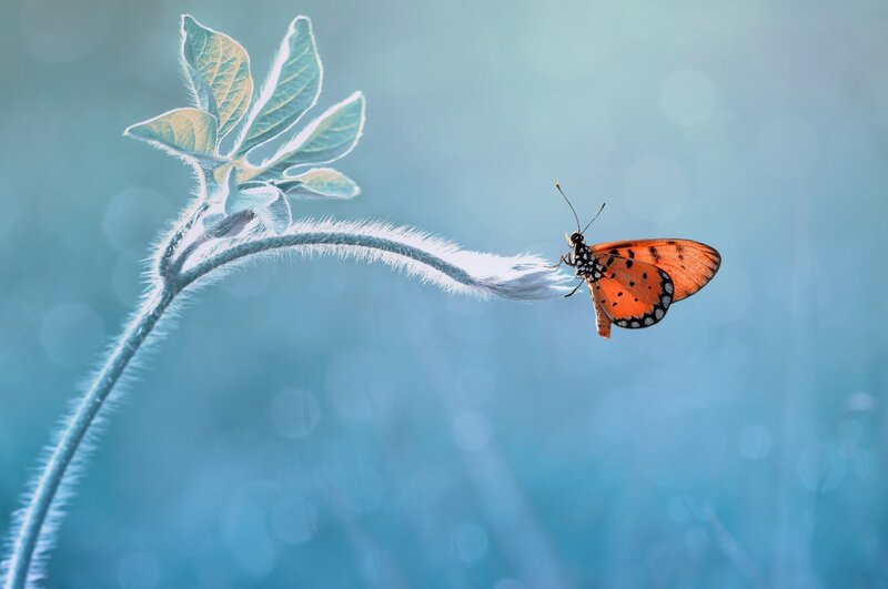 Orange Butterfly on Stem