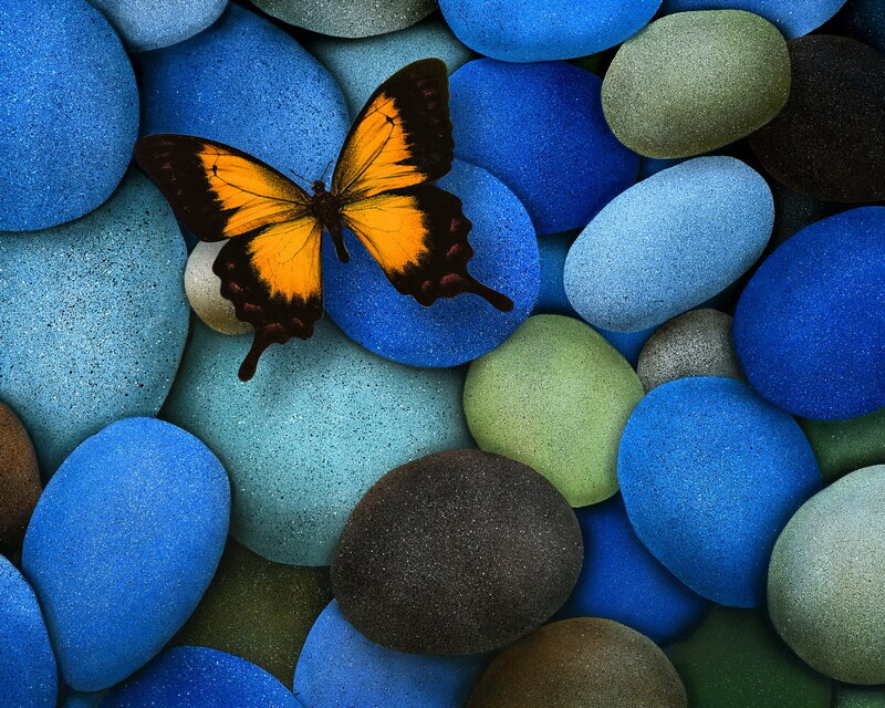 Orange Butterfly on Stones