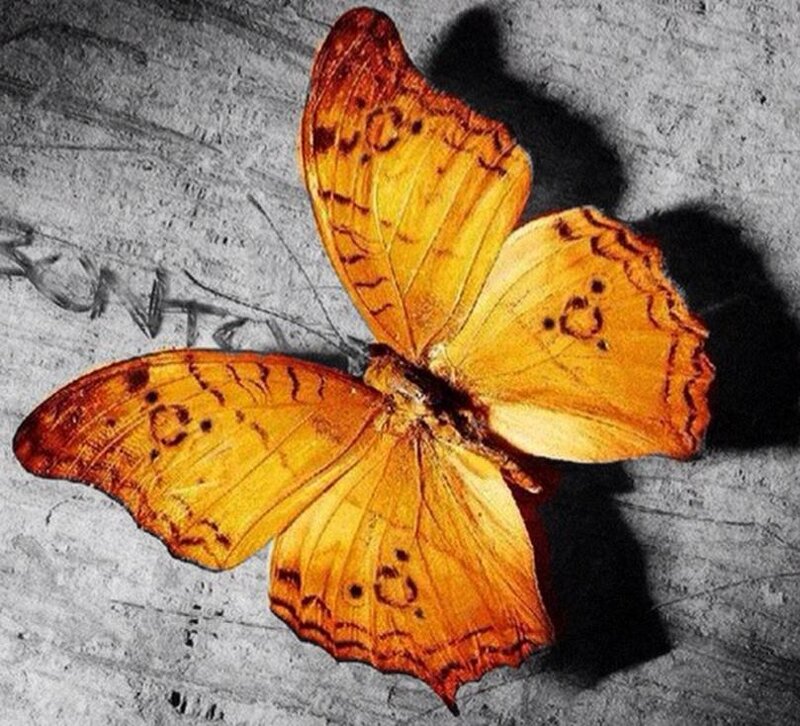 orange butterfly on textured surface