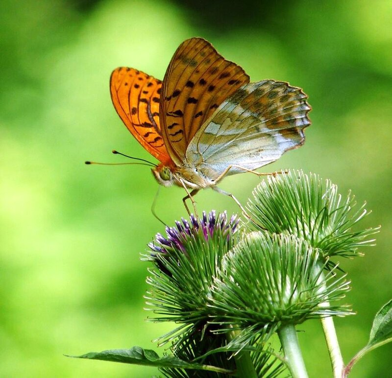 Orange Butterfly on Thistle — Calm, Summer