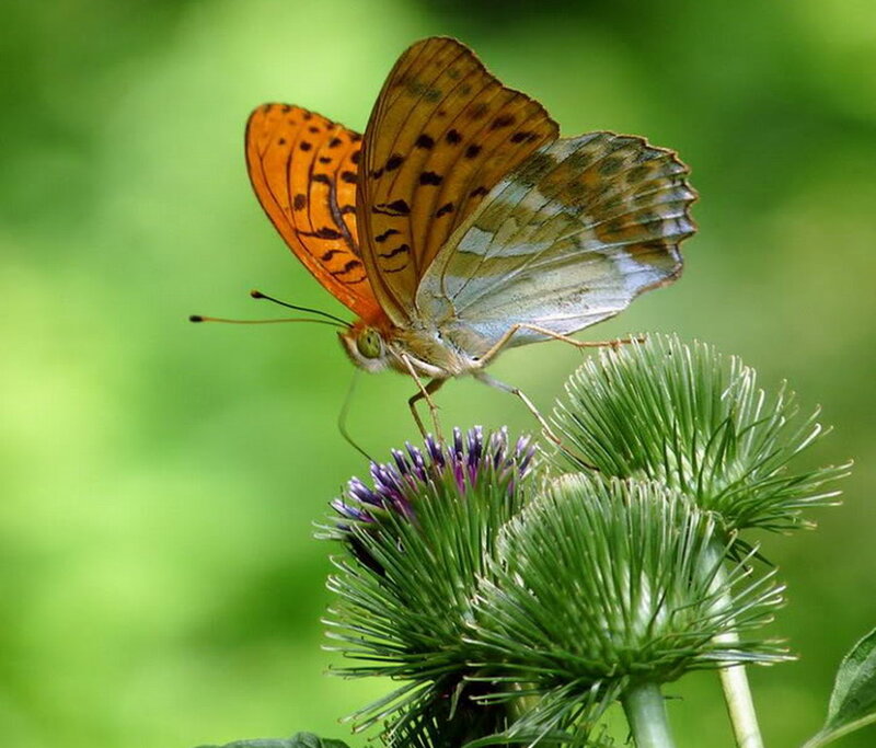 Orange Butterfly on Thistle — Calm
