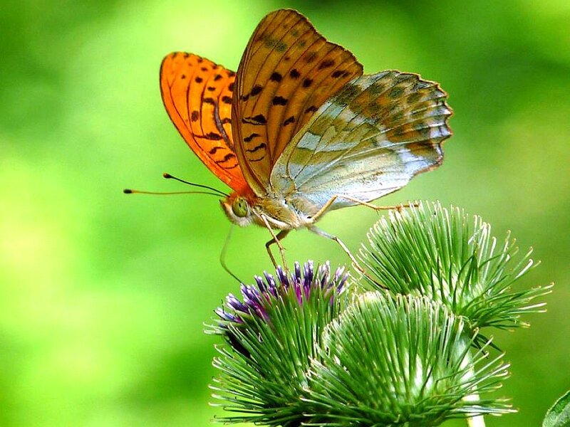 Orange Butterfly on Thistle — Green