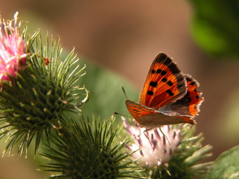 Orange Butterfly on Thistle