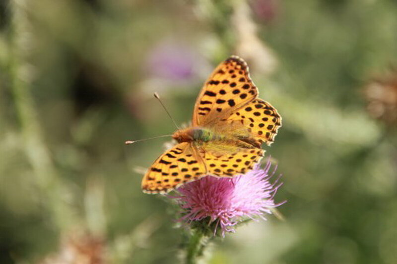 Orange Butterfly on Thistle — Yellow