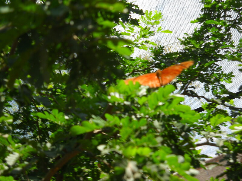 Orange Butterfly on Tree — Green