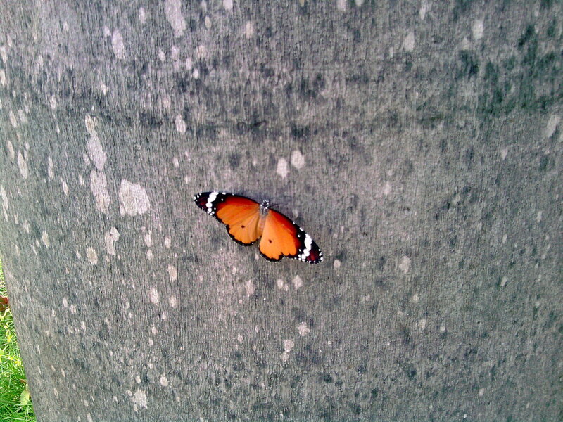Orange Butterfly on Tree