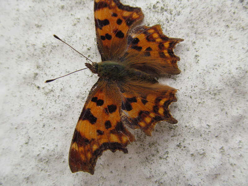 Orange Butterfly on Wall