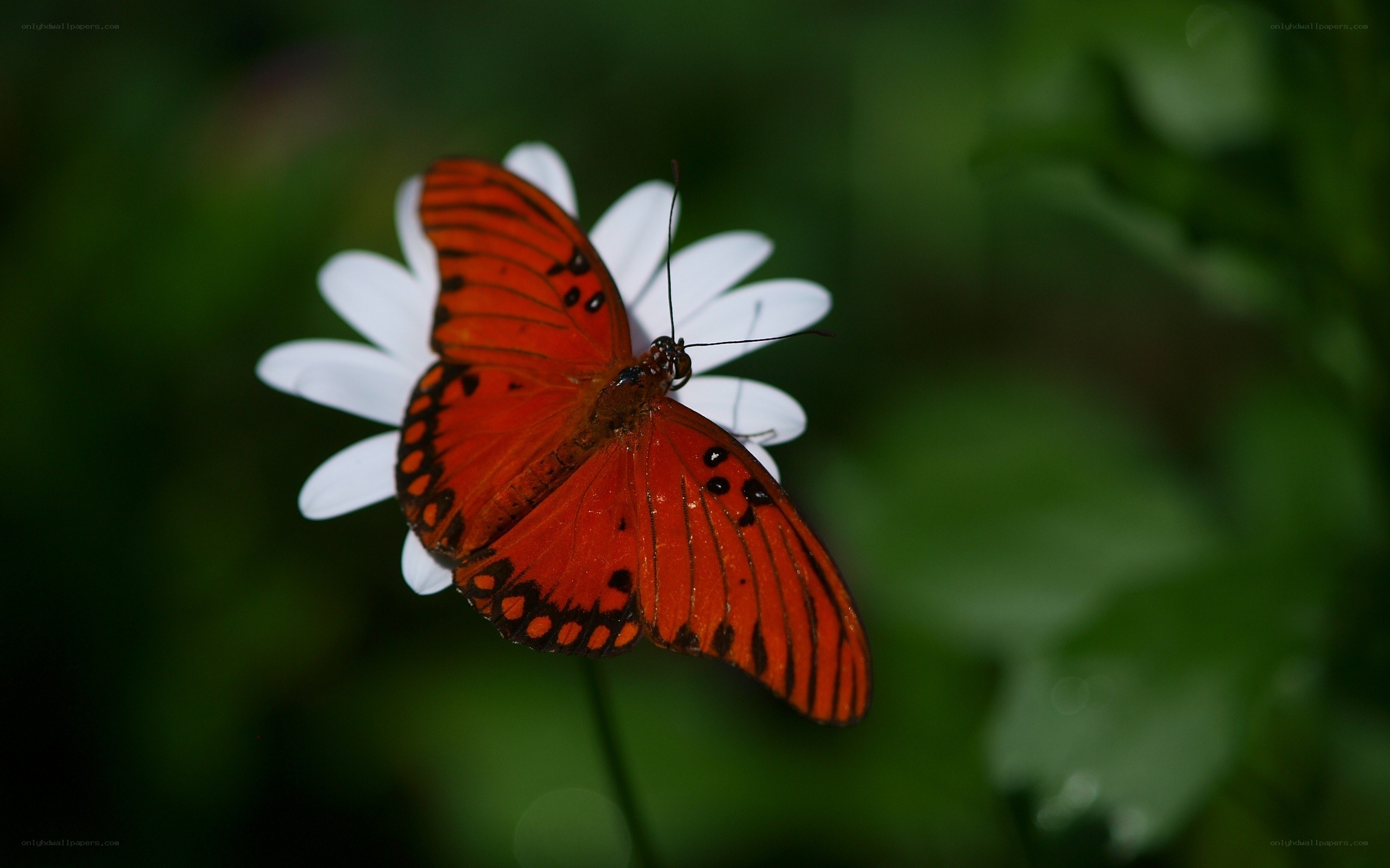Orange butterfly on white flower