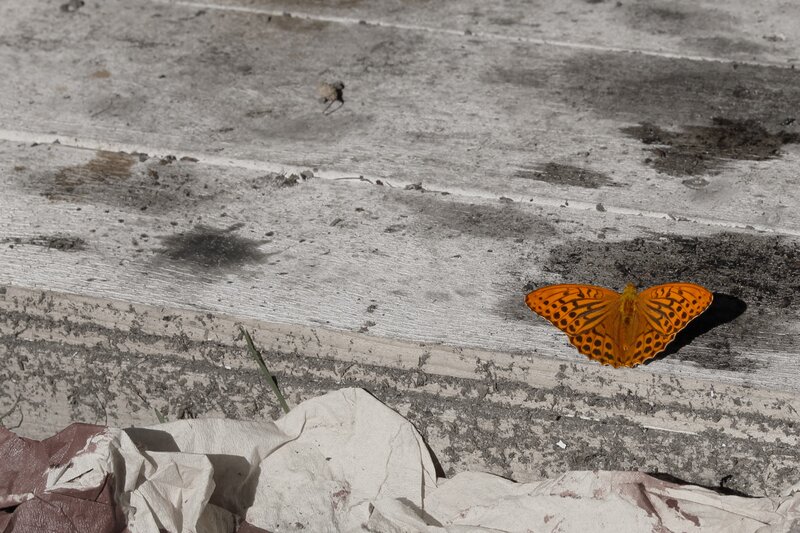Orange Butterfly on Wood — Calm