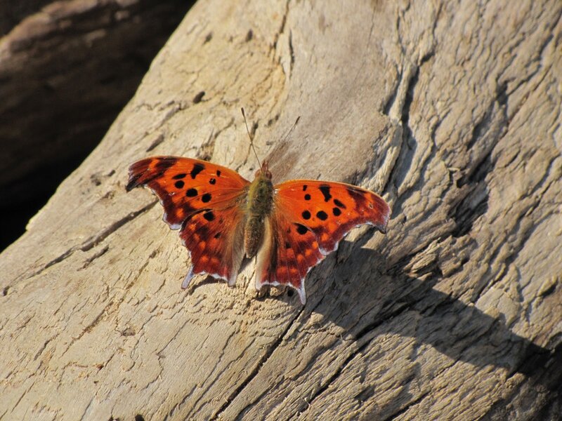Orange Butterfly on Wood