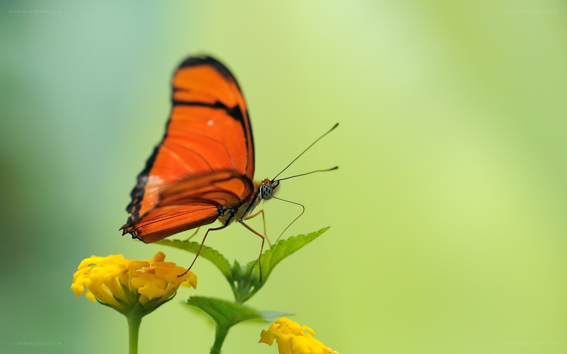 Orange butterfly on yellow flower