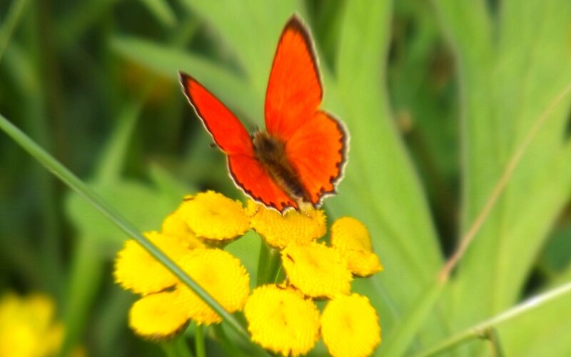 orange butterfly on yellow flower