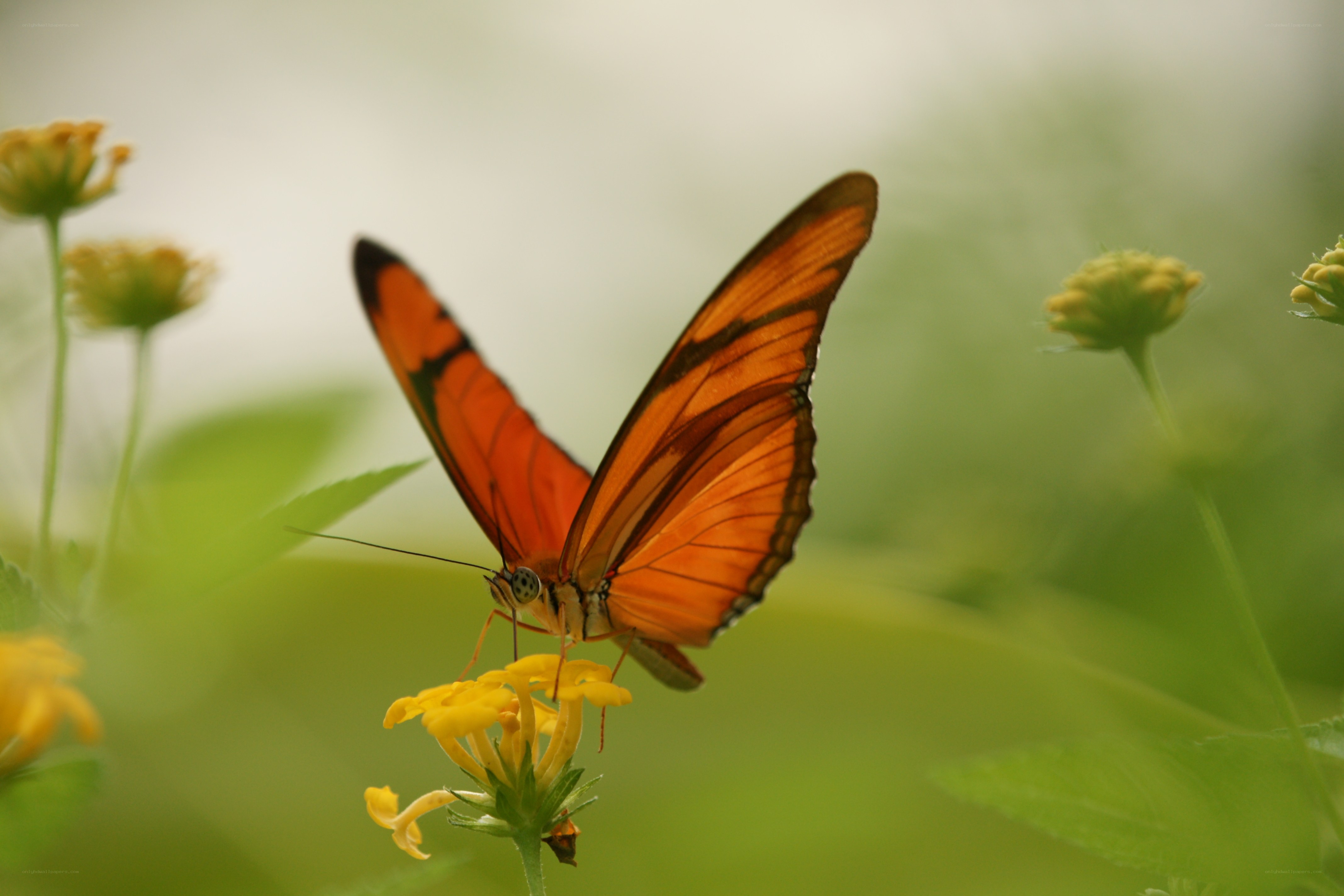 Orange butterfly on yellow flower