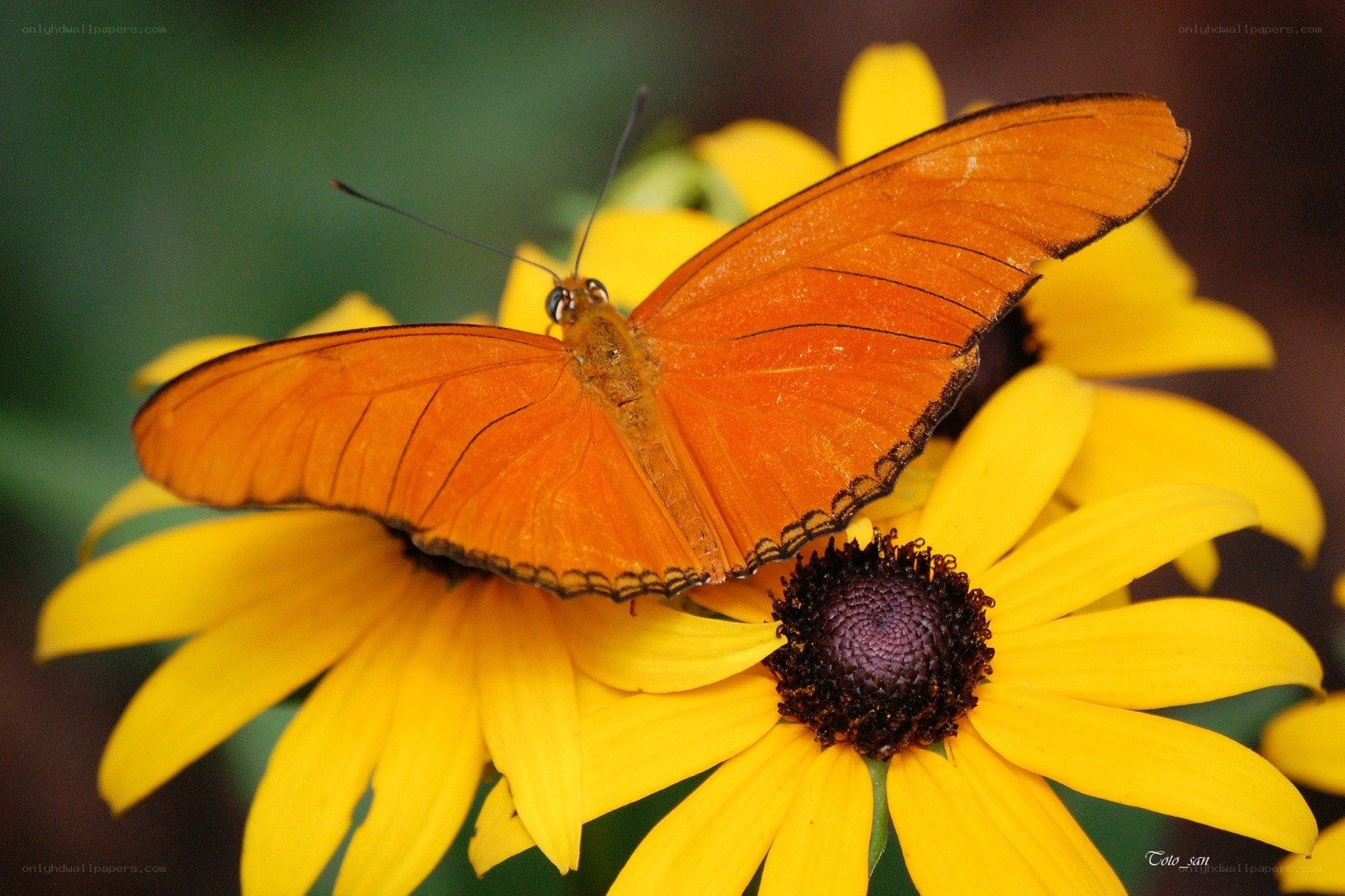 orange butterfly on yellow flower