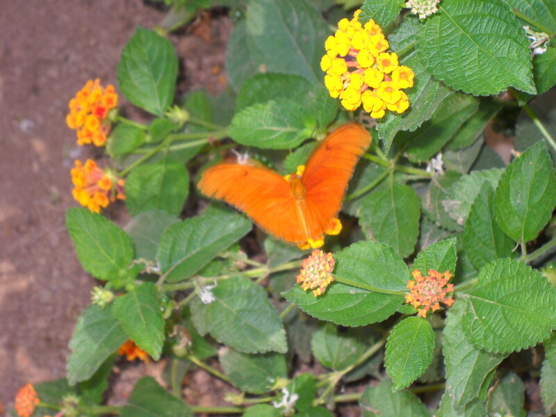 Orange butterfly on yellow flowers