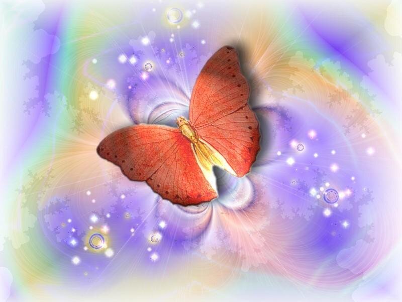 Orange Butterfly — Purple