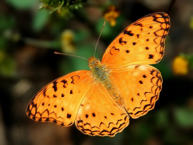 Orange Butterfly