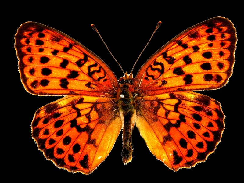 orange butterfly with black spots