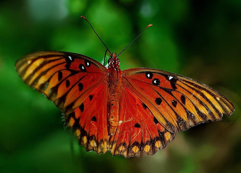 orange butterfly with black spots