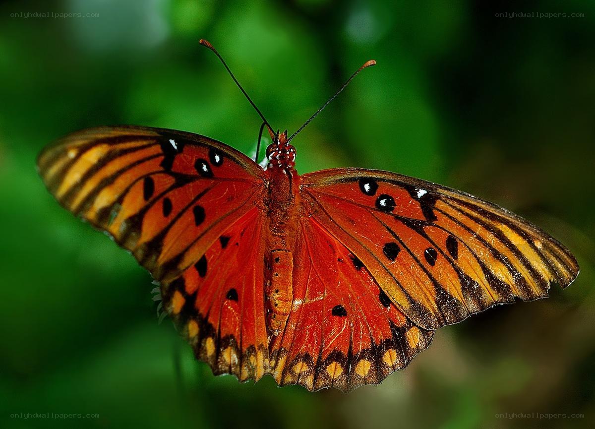 orange butterfly with black spots