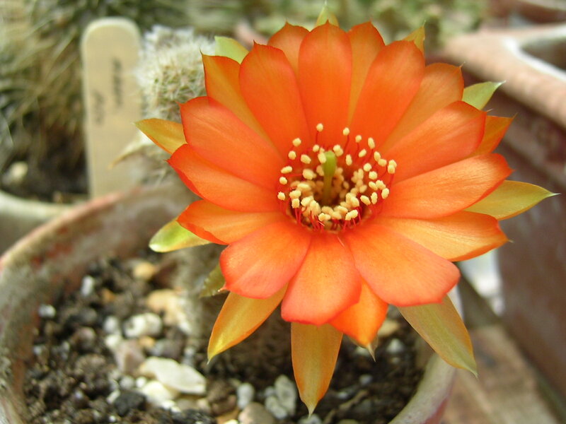 Orange Cactus Flower — Calm, Photograph, Pot