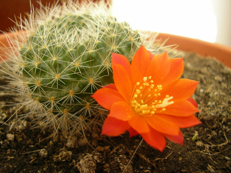 Orange Cactus Flower — Calm, Photograph