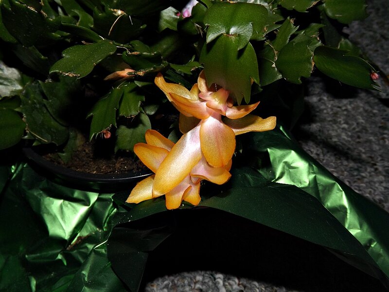 Orange Cactus Flower — Green