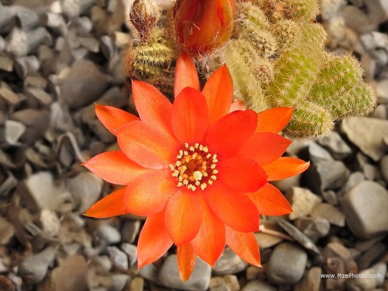 Orange Cactus Flower — Natural, Afternoon
