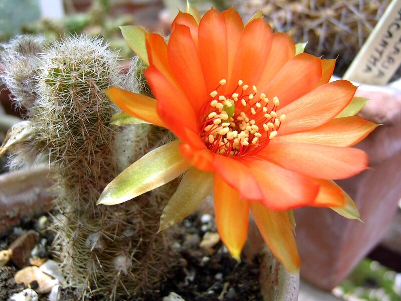 Orange Cactus Flower — Natural