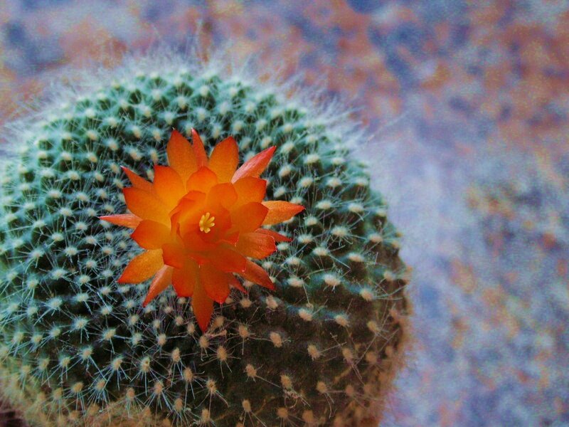 Orange Cactus Flower