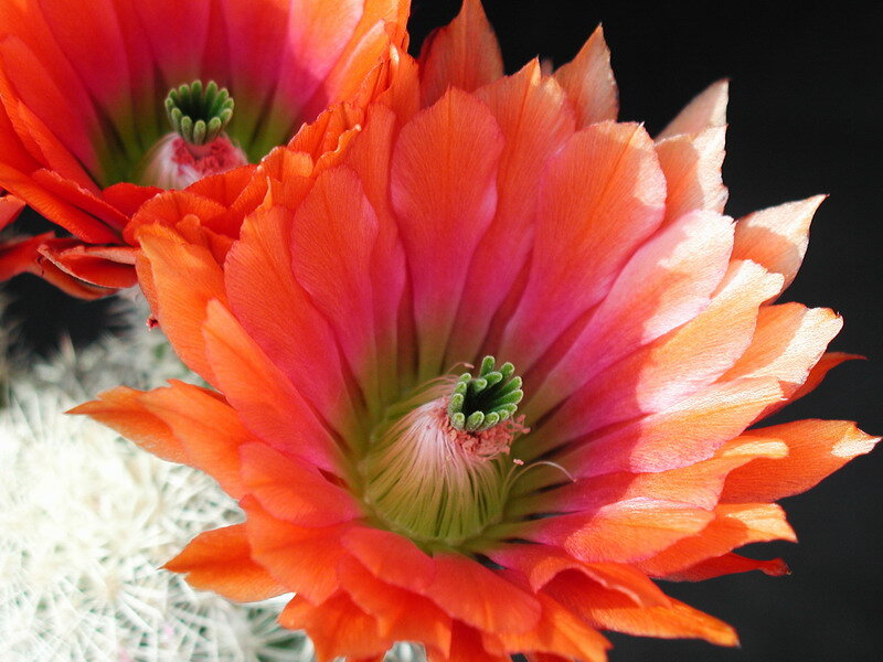 Orange Cactus Flower — Vibrant, Photograph