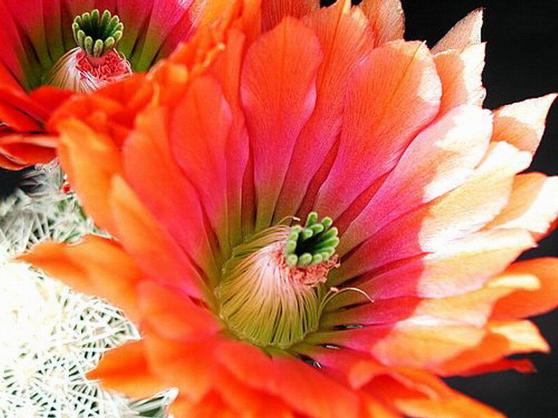 Orange Cactus Flower — Vibrant