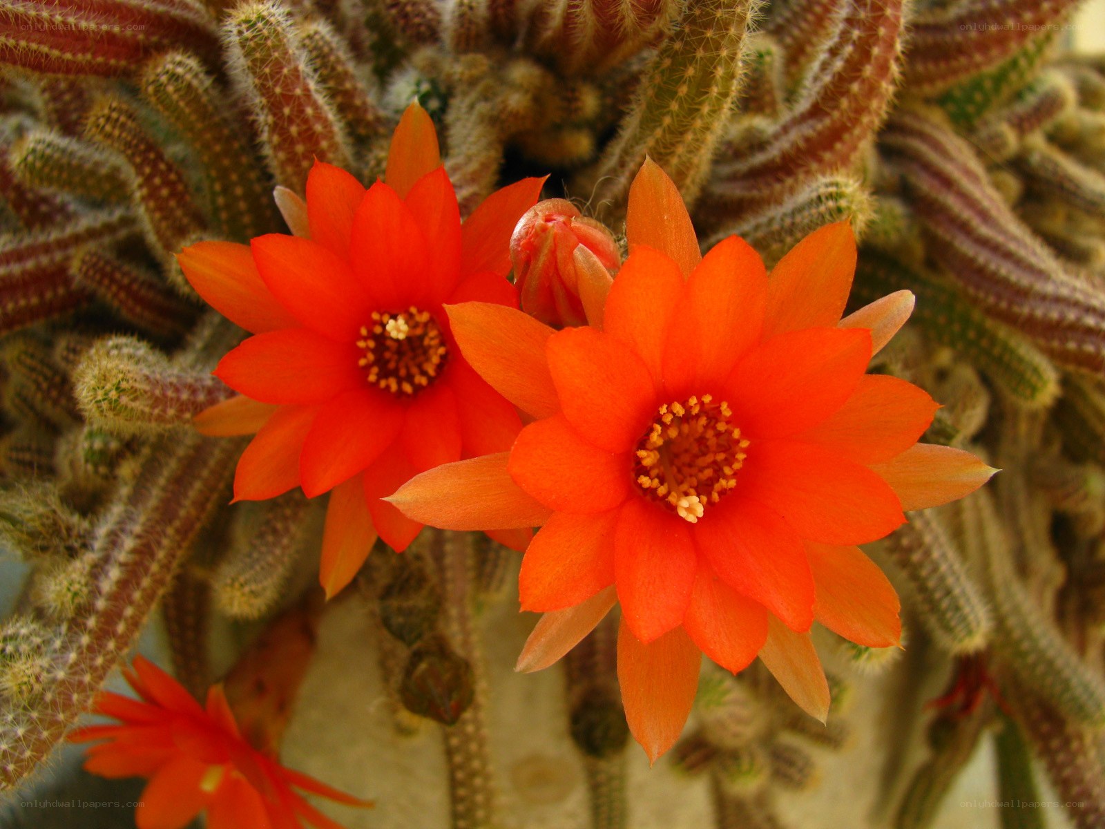Orange cactus flowers blooming