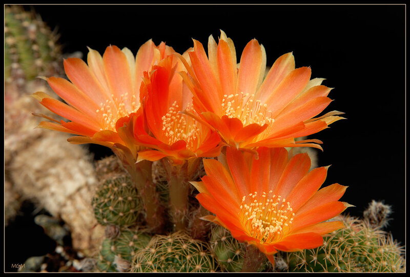 Orange Cactus Flowers