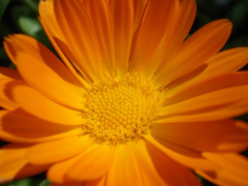 Orange Calendula Flower — Bright, Afternoon, Photograph