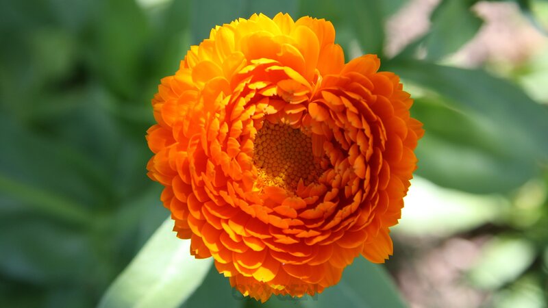 Orange Calendula Flower — Bright, Afternoon