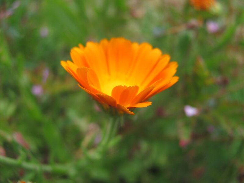 Orange Calendula Flower — Calm, Afternoon, Photograph, Green Leaves, Blurred Background