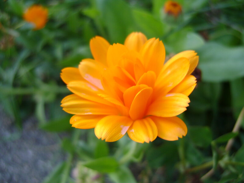 Orange Calendula Flower — Calm, Afternoon, Photograph, Green Leaves