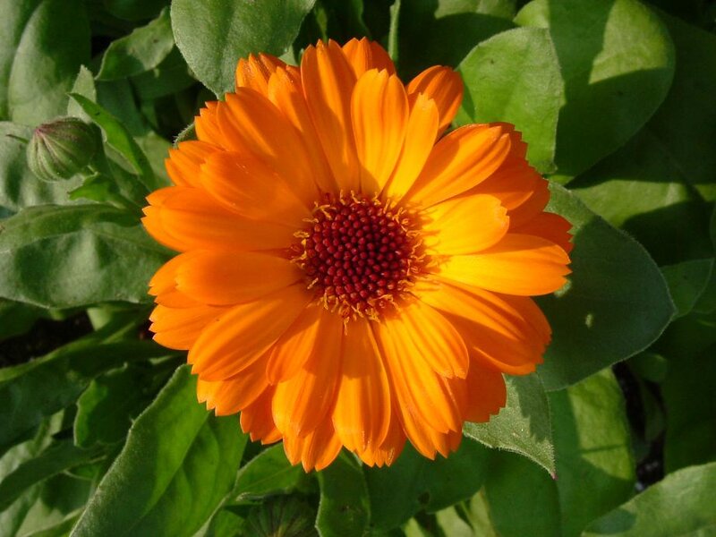 Orange Calendula Flower — Calm, Afternoon, Photograph