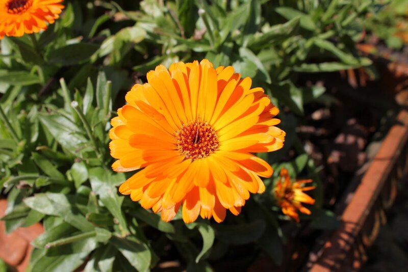 Orange Calendula Flower — Calm, Afternoon