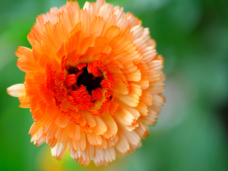 Orange Calendula Flower — Calm, Photograph, Green Background