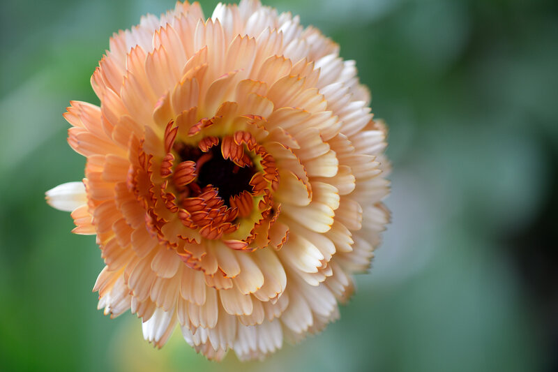 Orange Calendula Flower — Calm, Photograph, Petals