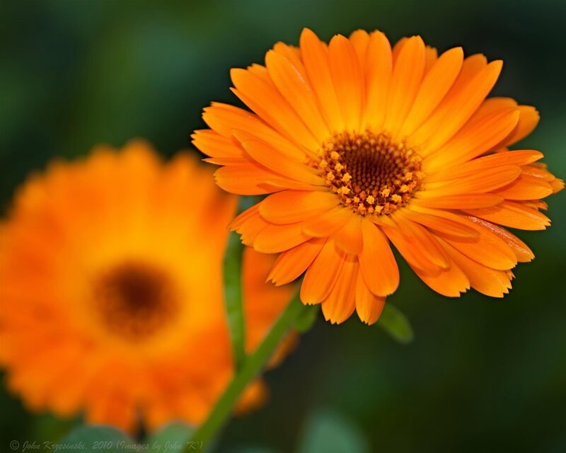 Orange Calendula Flower — Calm, Photograph, Stem, Greenery