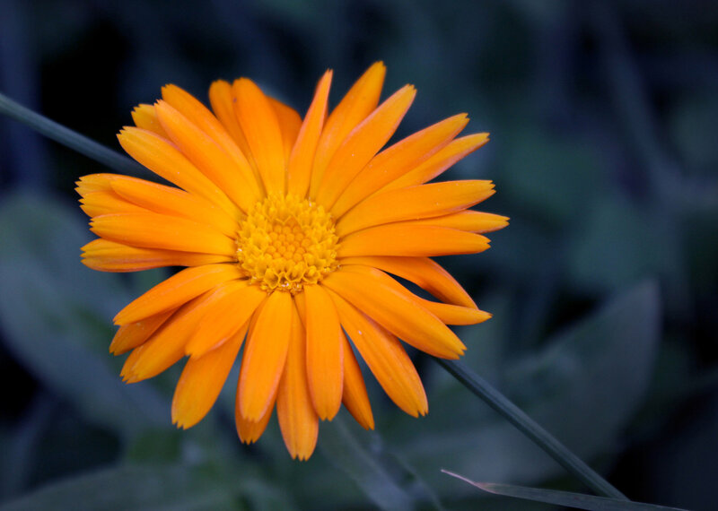 Orange Calendula Flower — Calm, Photograph, Stem