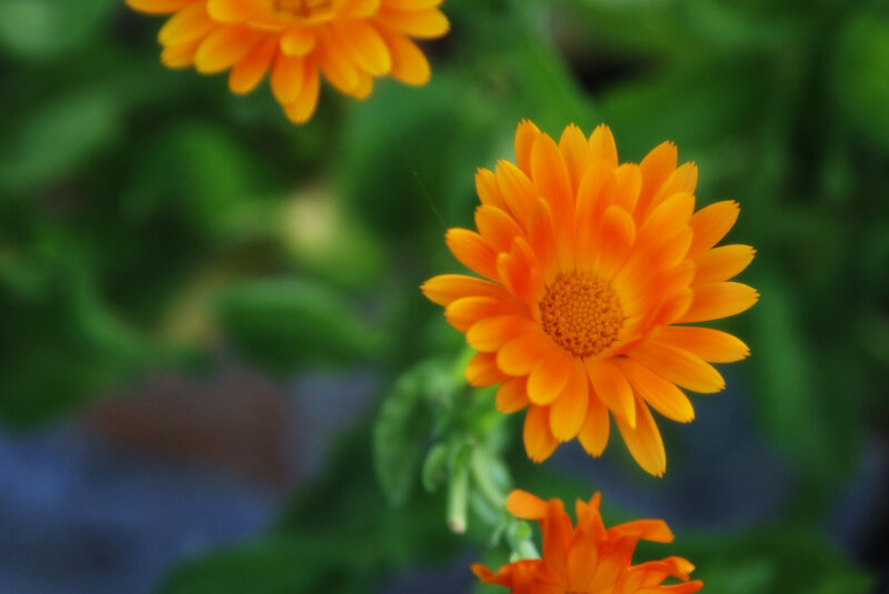 Orange Calendula Flower — Calm, Photograph