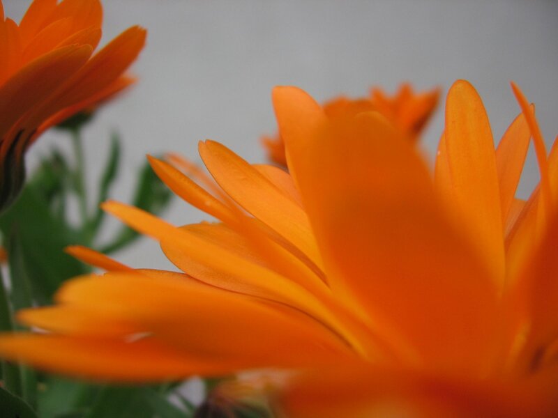 Orange Calendula Flower — Calm