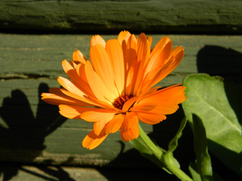 Orange Calendula Flower — Dramatic