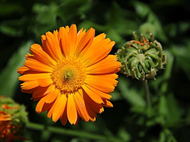 Orange Calendula Flower — Natural, Afternoon