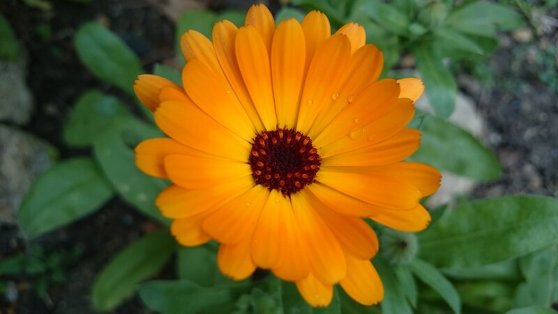 Orange Calendula Flower — Natural, Photograph